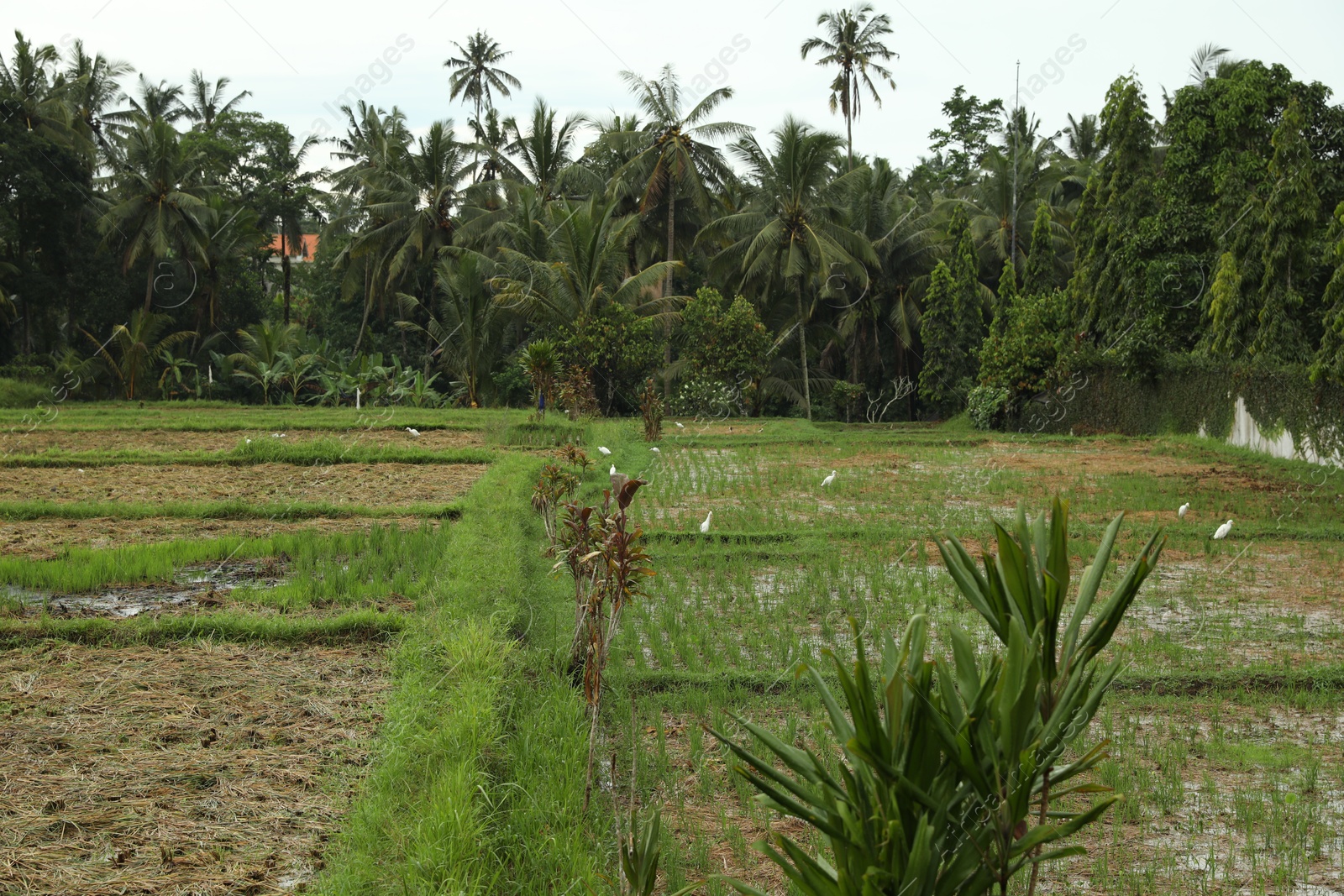 Photo of Beautiful rice fields and green palms outdoors