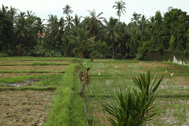 Photo of Beautiful rice fields and green palms outdoors