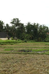 Photo of Beautiful rice fields and green palms outdoors