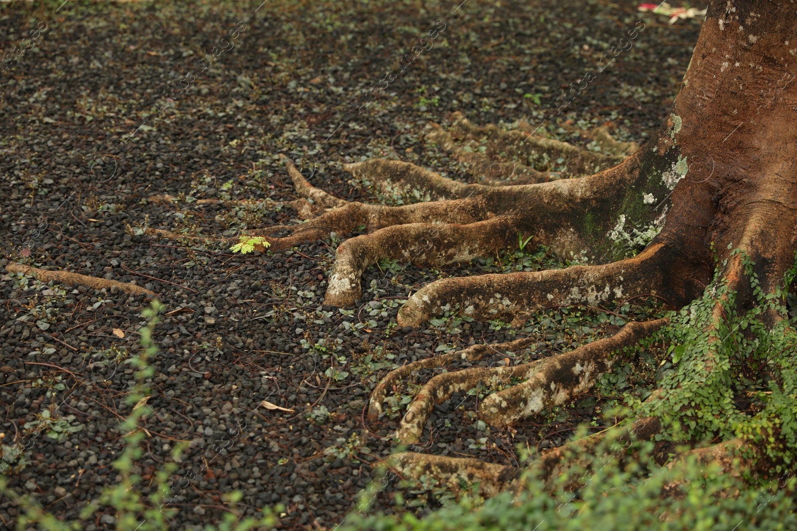 Tree roots with green plants on ground outdoors Photo of Tree roots with green plants on ground outdoors