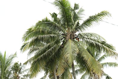 Photo of Tropical trees with green leaves outdoors, low angle view