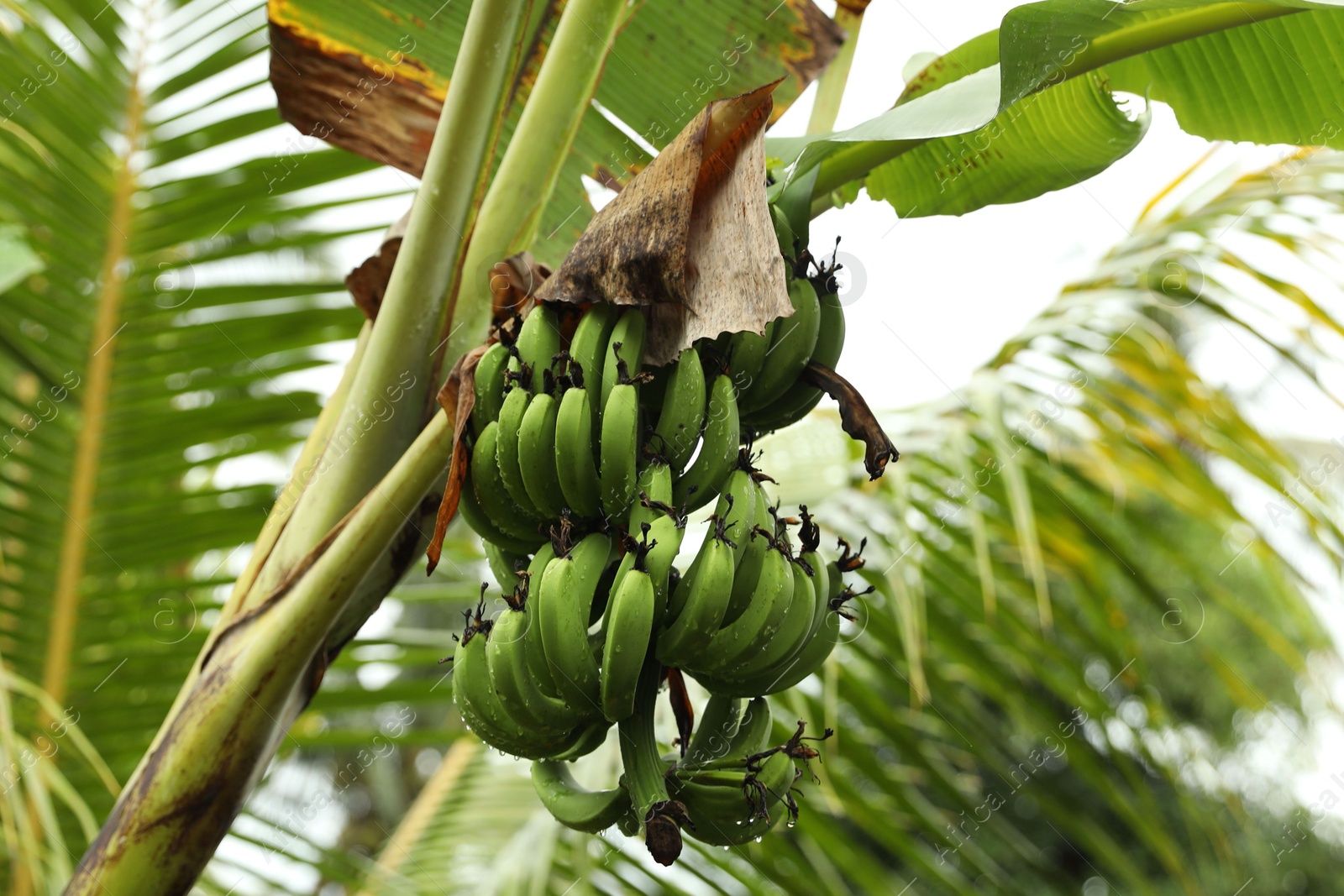 Tropical tree with green leaves and ripening bananas outdoors, low angle view Photo of Tropical tree with green leaves and ripening bananas outdoors, low angle view