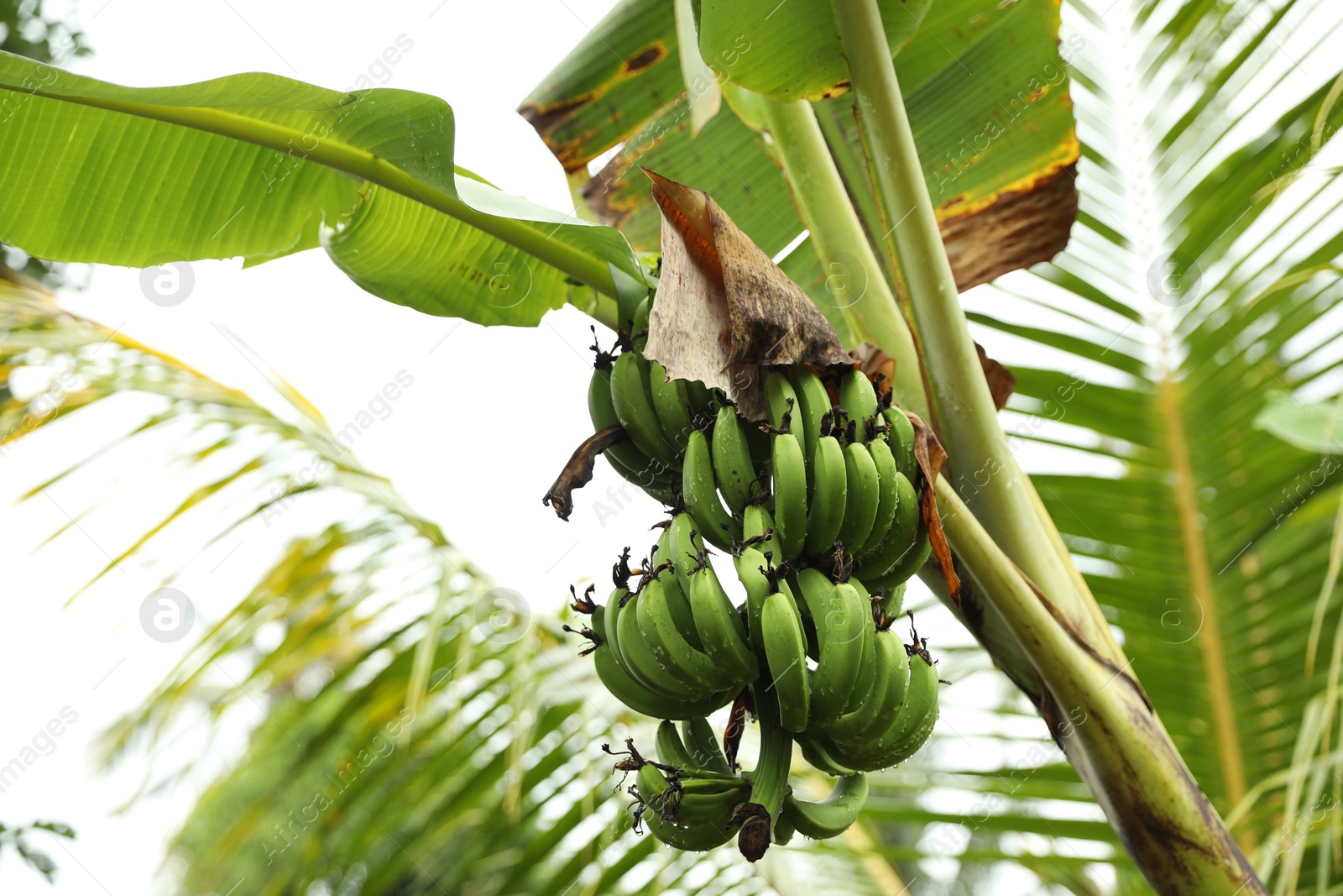 Tropical tree with green leaves and ripening bananas outdoors, low angle view Photo of Tropical tree with green leaves and ripening bananas outdoors, low angle view