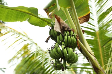Photo of Tropical tree with green leaves and ripening bananas outdoors, low angle view