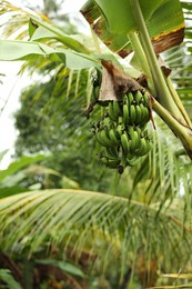 Photo of Tropical tree with green leaves and ripening bananas outdoors, closeup