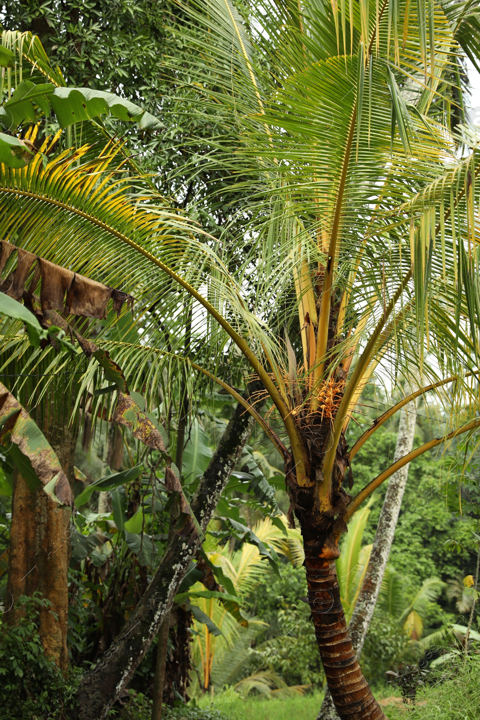 Tropical trees with green leaves outdoors, closeup Photo of Tropical trees with green leaves outdoors, closeup