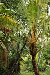 Photo of Tropical trees with green leaves outdoors, closeup