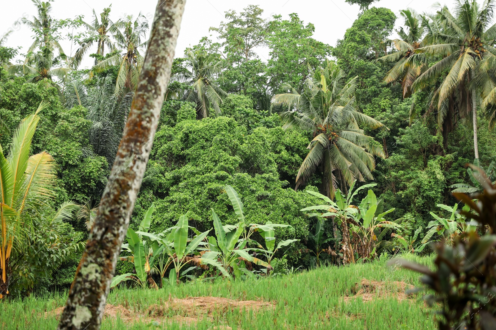 Many different green trees and plants growing outdoors Photo of Many different green trees and plants growing outdoors