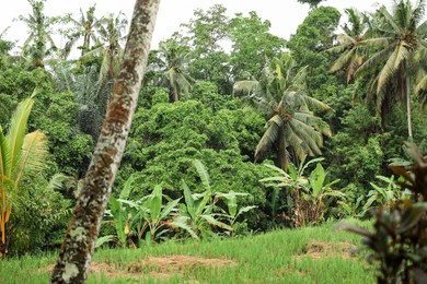 Photo of Many different green trees and plants growing outdoors