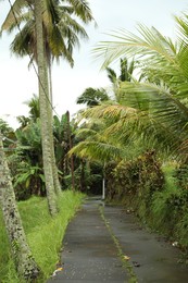 Photo of Many different green plants and pathway outdoors