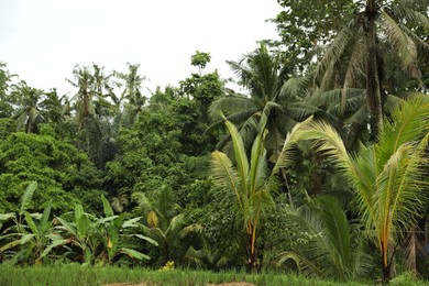 Photo of Many different green trees and plants growing outdoors