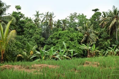 Photo of Many different green trees and plants growing outdoors