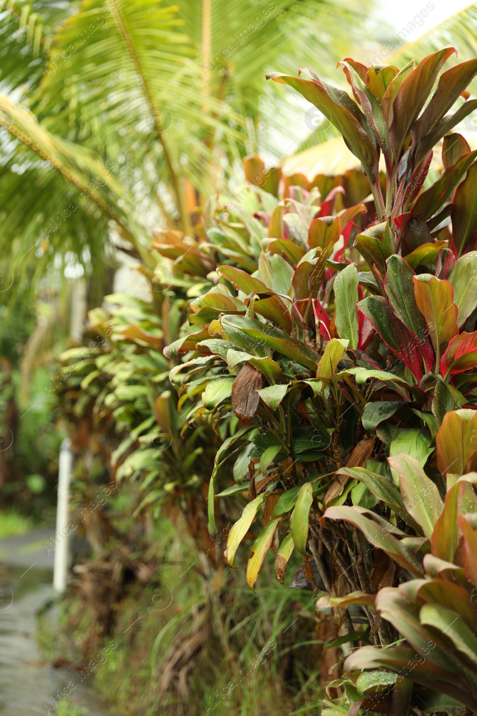 Different plants with green leaves outdoors, closeup Photo of Different plants with green leaves outdoors, closeup