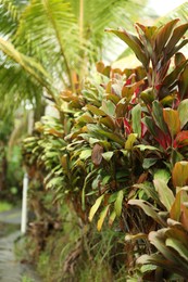 Photo of Different plants with green leaves outdoors, closeup