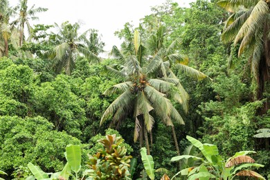 Photo of Many different beautiful green trees growing outdoors