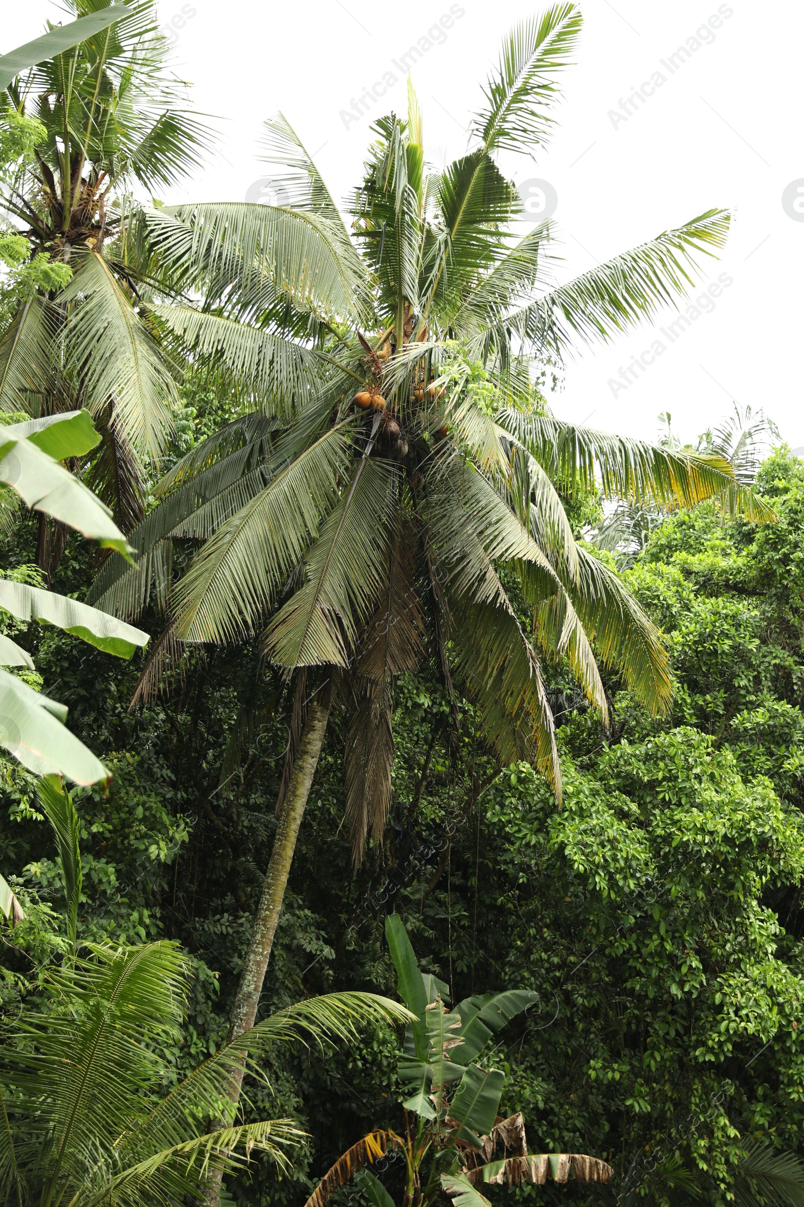 Many different beautiful green trees growing outdoors Photo of Many different beautiful green trees growing outdoors