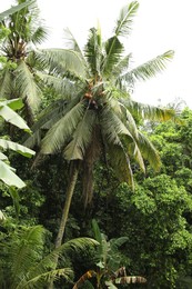 Photo of Many different beautiful green trees growing outdoors