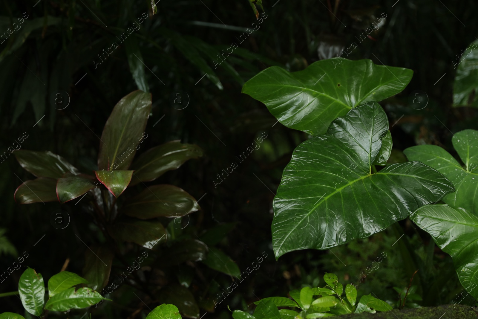 Many different beautiful green plants growing outdoors, closeup Photo of Many different beautiful green plants growing outdoors, closeup