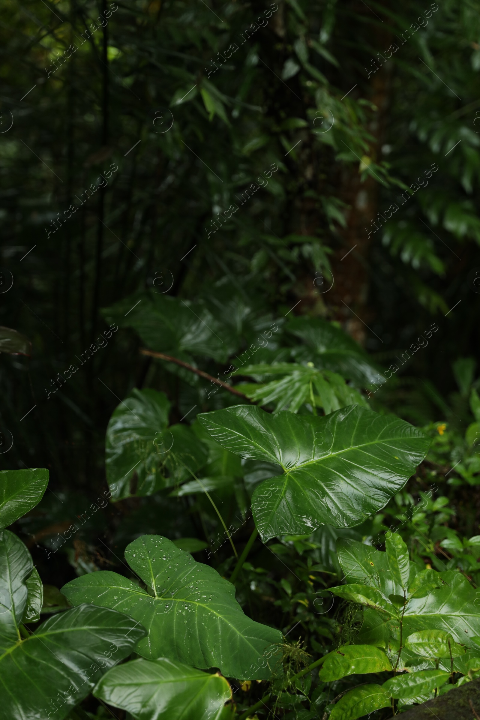 Many different beautiful green plants growing outdoors, closeup Photo of Many different beautiful green plants growing outdoors, closeup