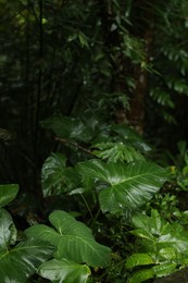 Photo of Many different beautiful green plants growing outdoors, closeup