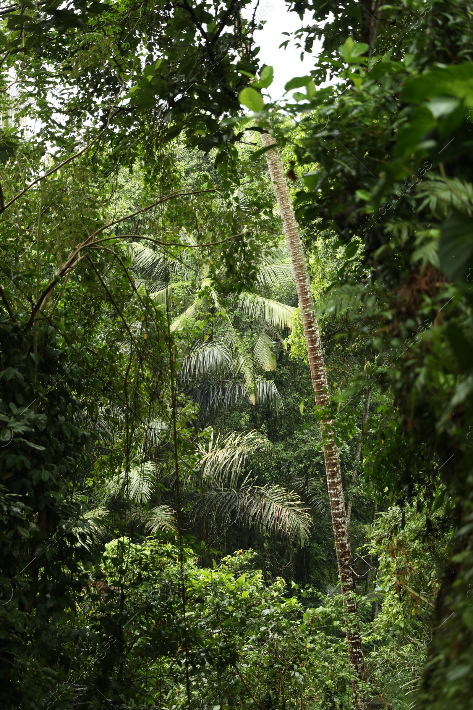 Many different beautiful green plants growing outdoors Photo of Many different beautiful green plants growing outdoors