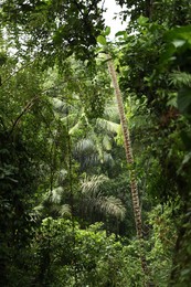 Photo of Many different beautiful green plants growing outdoors