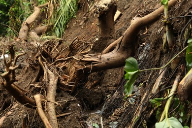 Photo of Damaged tree roots in tropical forest after rain, closeup