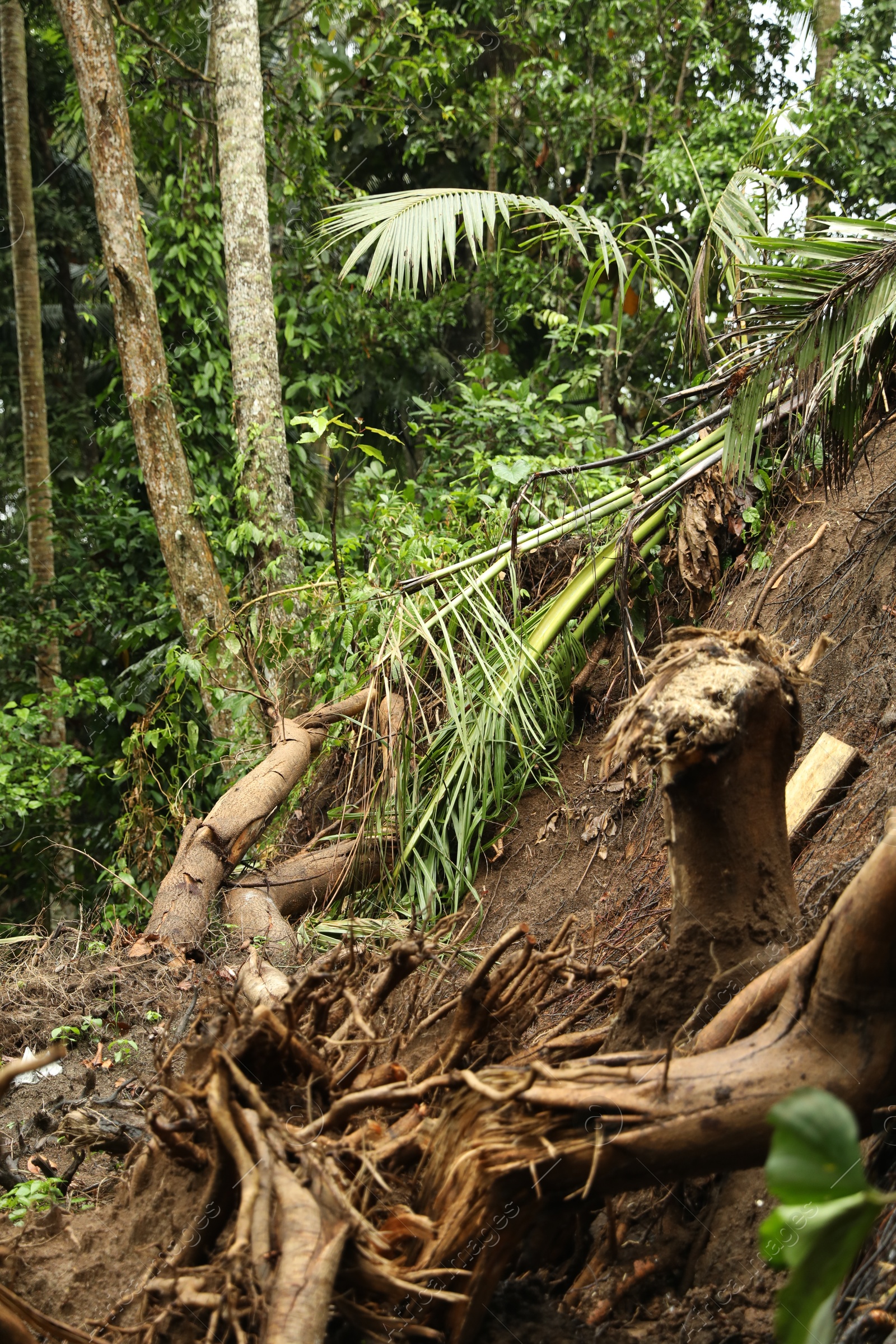 Photo of Damaged tree roots in tropical forest after rain