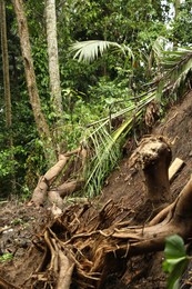 Photo of Damaged tree roots in tropical forest after rain