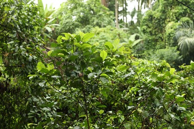 Photo of Many different beautiful green plants growing outdoors