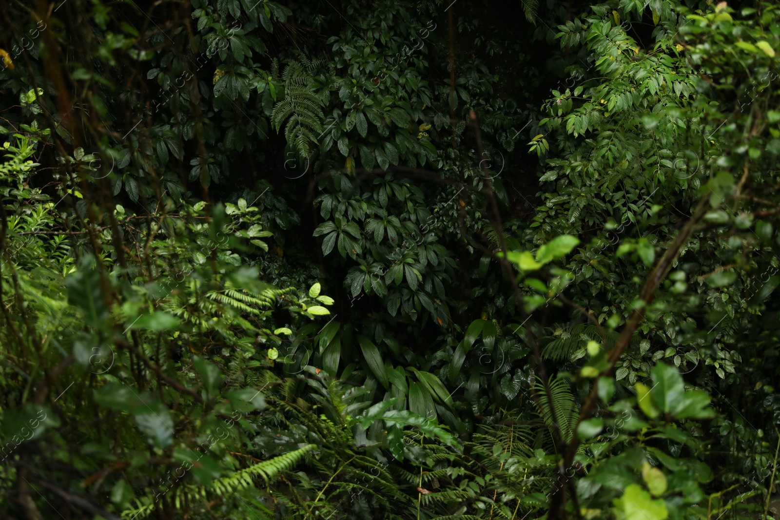 Many different beautiful green plants growing outdoors Photo of Many different beautiful green plants growing outdoors