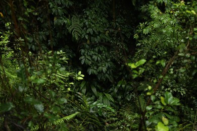 Photo of Many different beautiful green plants growing outdoors
