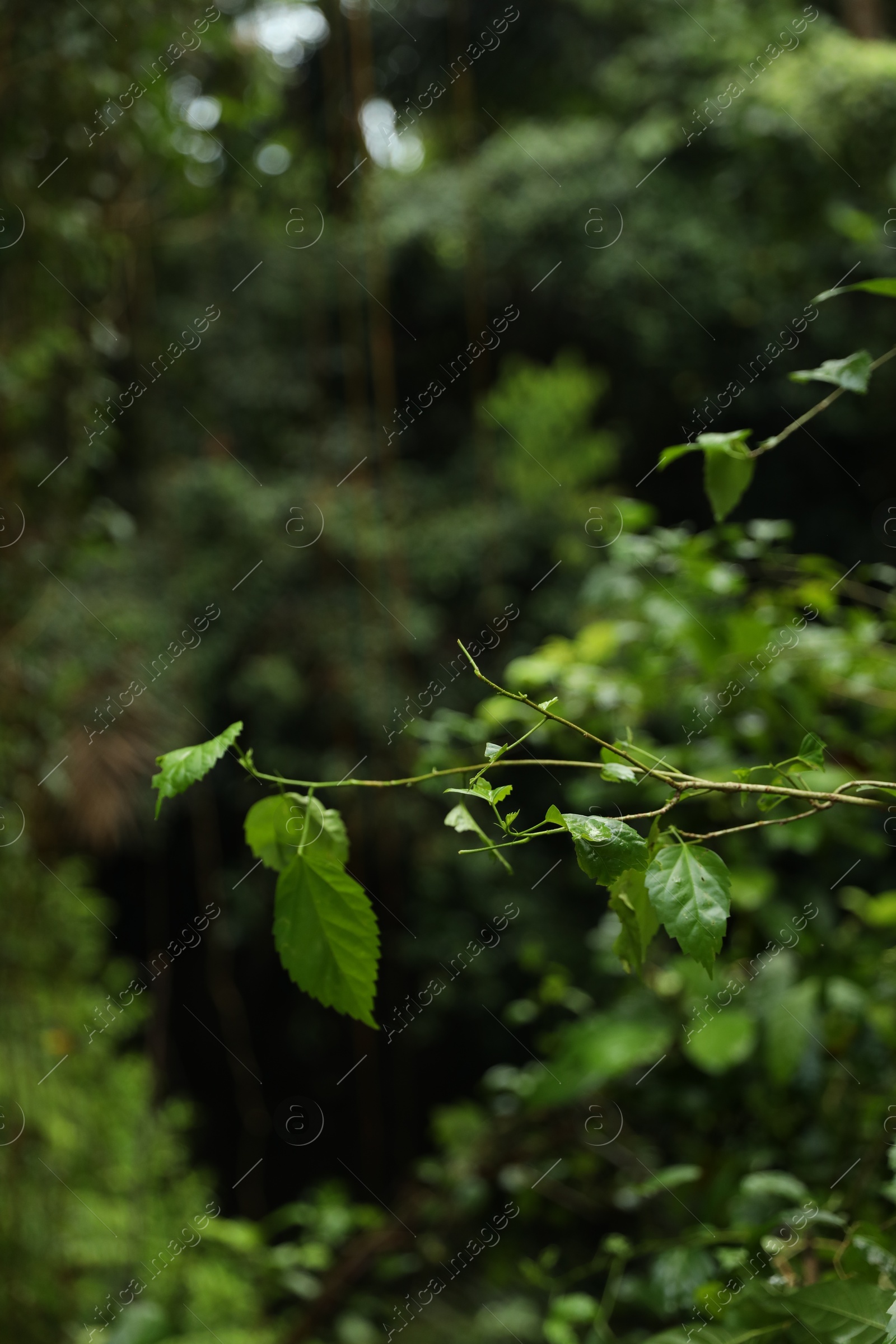 Beautiful branch with green leaves outdoors, closeup Photo of Beautiful branch with green leaves outdoors, closeup