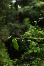 Photo of Beautiful branch with green leaves outdoors, closeup
