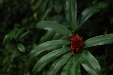 Photo of Beautiful plant with red flower and green leaves growing outdoors, closeup. Space for text