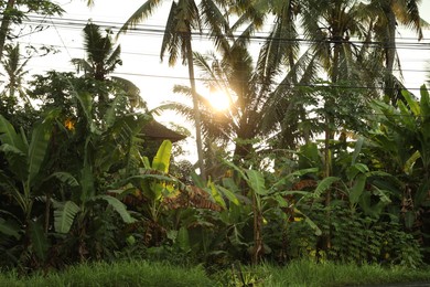 Photo of Many different tropical plants outdoors on sunny day