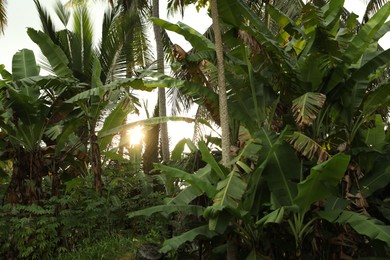 Photo of Many different tropical plants outdoors on sunny day