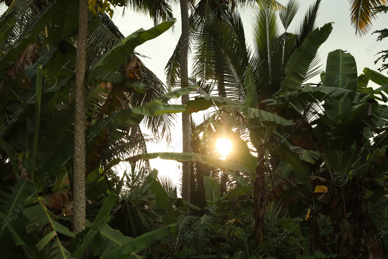 Many different tropical plants outdoors on sunny day Photo of Many different tropical plants outdoors on sunny day