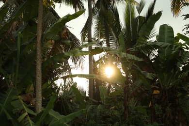 Photo of Many different tropical plants outdoors on sunny day