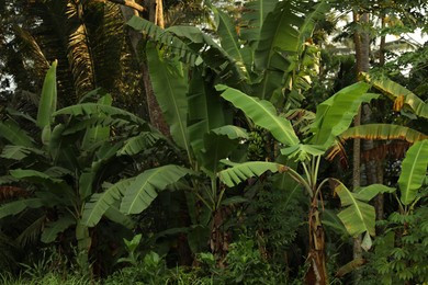 Photo of Many different tropical plants with green leaves outdoors