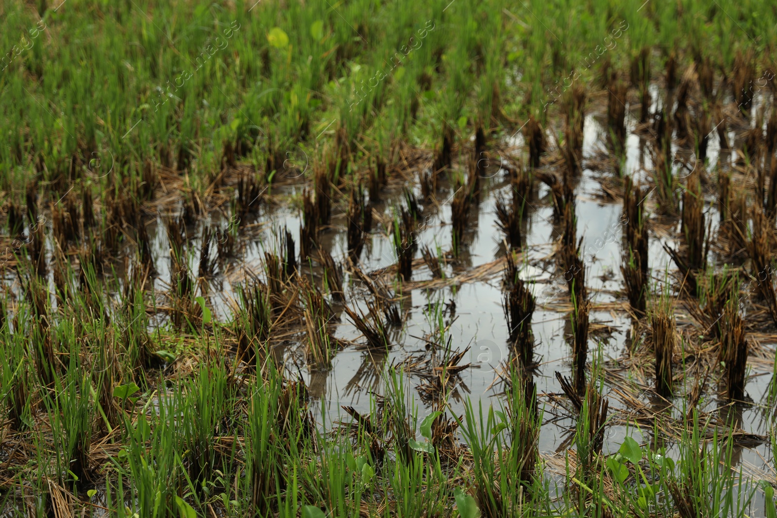 Beautiful young seedlings growing in ground outdoors, closeup Photo of Beautiful young seedlings growing in ground outdoors, closeup