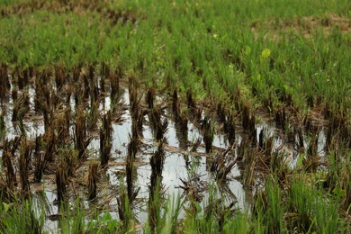 Photo of Beautiful young seedlings growing in ground outdoors, closeup