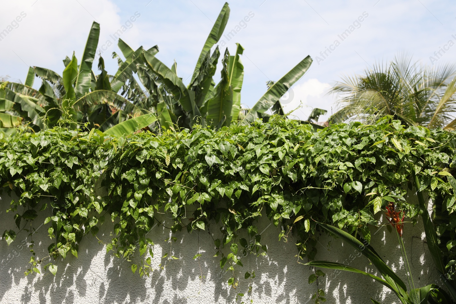 Fence covered with different green plants outdoors, low angle view Photo of Fence covered with different green plants outdoors, low angle view