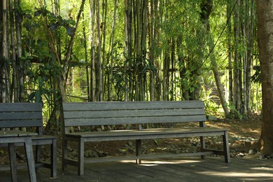 Photo of Wooden benches and different trees in park