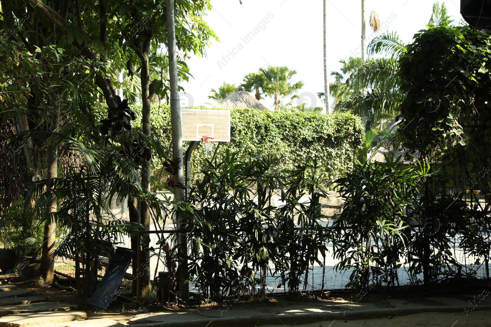 Basketball backboard with net and different green plants outdoors Photo of Basketball backboard with net and different green plants outdoors