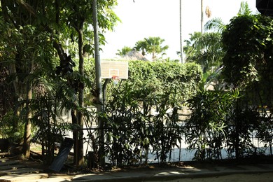 Photo of Basketball backboard with net and different green plants outdoors
