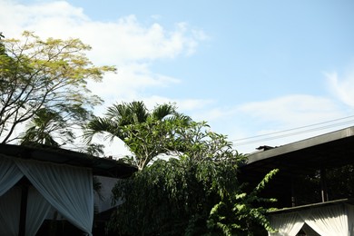 Photo of Different green trees and sunbeds outdoors, low angle view