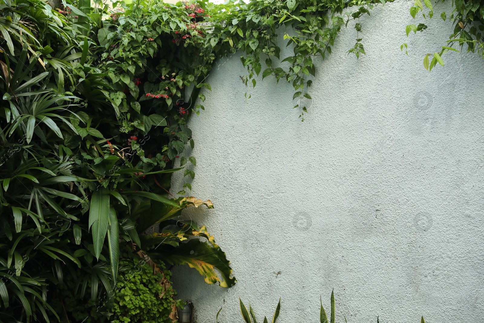 Fence covered with different green plants outdoors Photo of Fence covered with different green plants outdoors