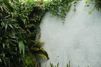 Photo of Fence covered with different green plants outdoors