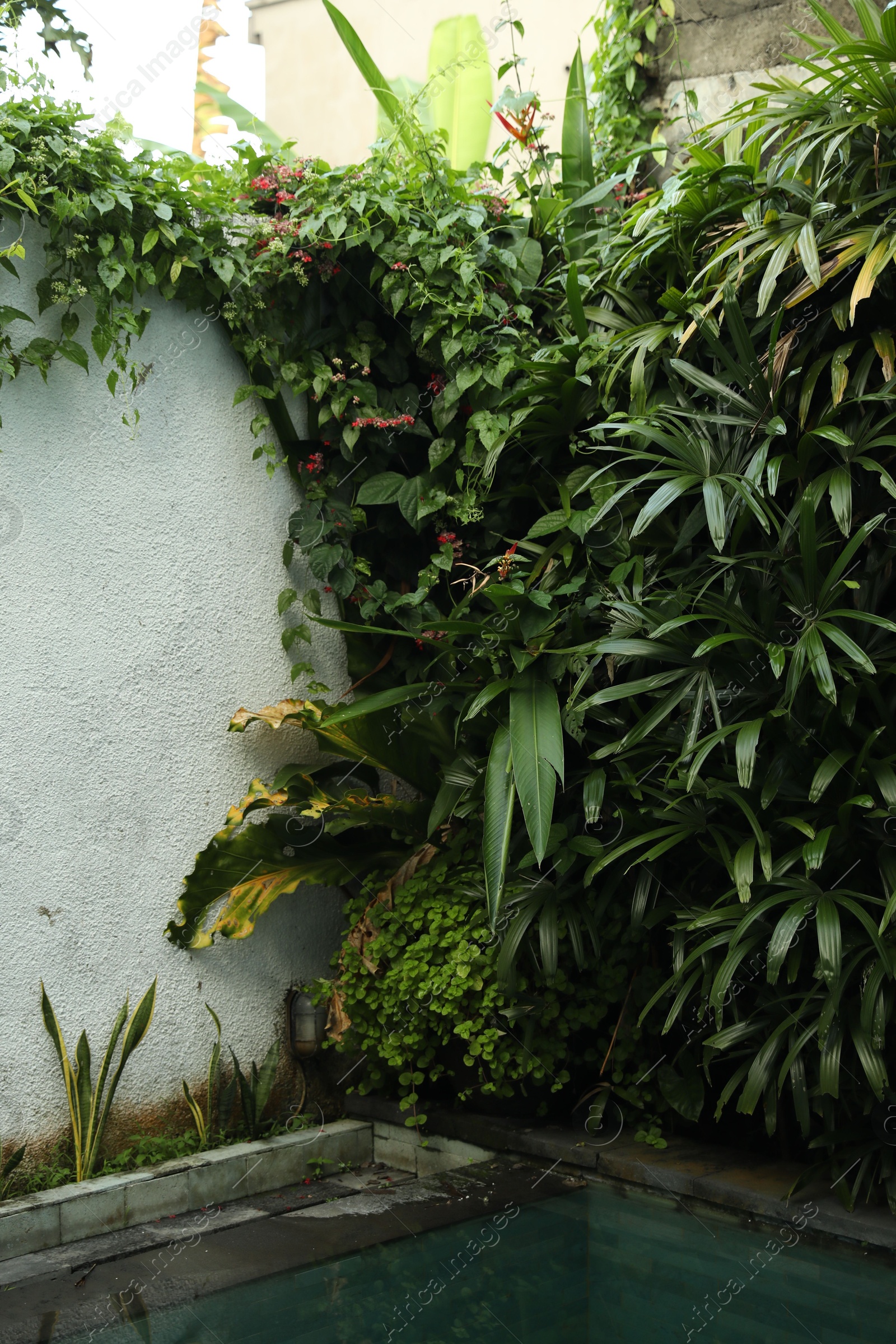 Fence covered with different green plants outdoors Photo of Fence covered with different green plants outdoors